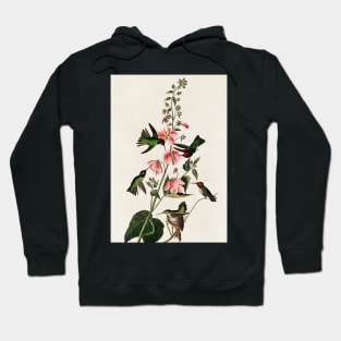 Bird of America  Bird, bird lover, america, beautiful  Public domain painting by John James Audubon Hoodie